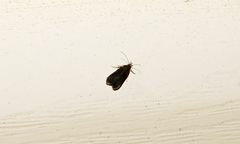 Dichomeris juncidella