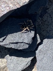 Habronattus borealis