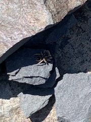 Habronattus borealis