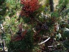 Pinus mugo