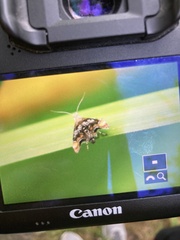 Prochoreutis inflatella