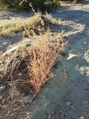Amaranthus fimbriatus