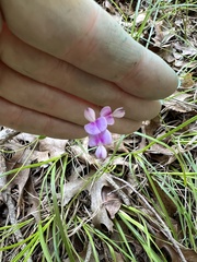 Lespedeza texana