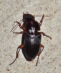 Pseudoophonus