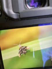 Prochoreutis inflatella