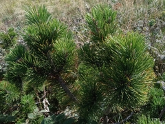 Pinus mugo