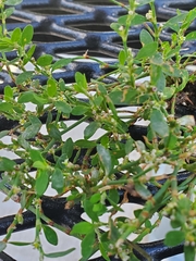 Polygonum