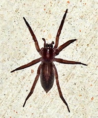 Teminius affinis