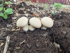 Lycoperdon excipuliforme