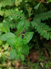Hypselonotus interruptus