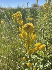 Solidago spectabilis
