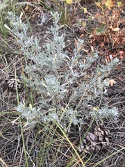 Artemisia tridentata