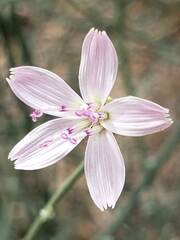 Stephanomeria pauciflora