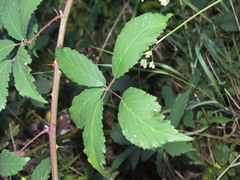 Rubus montanus