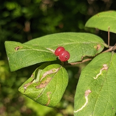 Lonicera morrowii