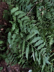 Dryopteris goldieana