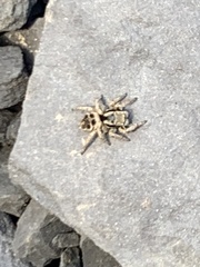 Habronattus borealis