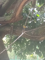 Euphonia laniirostris