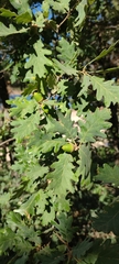 Quercus pyrenaica