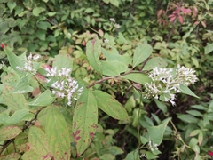 Ceanothus americanus