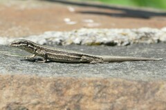 Podarcis muralis