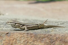 Podarcis muralis