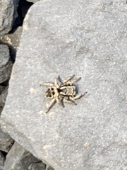 Habronattus borealis