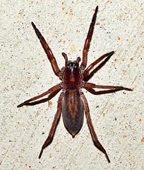Teminius affinis