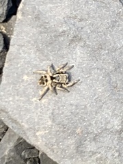 Habronattus borealis