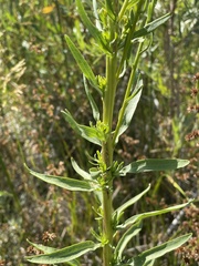 Solidago spectabilis