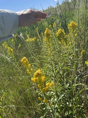 Solidago spectabilis