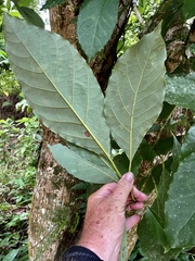 Swietenia macrophylla