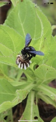 Xylocopa darwini