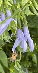 Apis mellifera