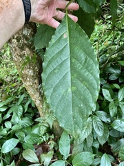 Swietenia macrophylla