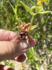 Epipactis gigantea