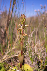 Satyrium bicorne