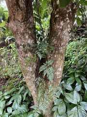 Swietenia macrophylla