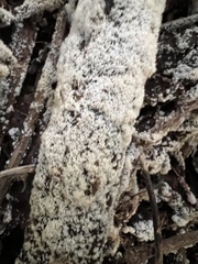 Ceratiomyxa fruticulosa