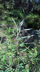 Salix eleagnos