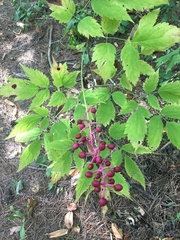 Actaea
