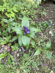 Gentiana clausa