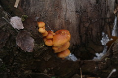 Flammulina