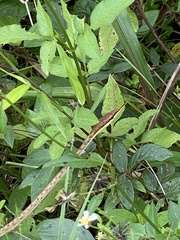 Oxybelis potosiensis