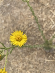 Heterotheca grandiflora