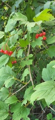 Viburnum opulus