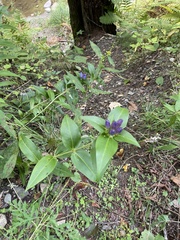 Gentiana clausa