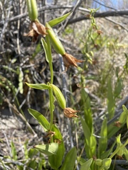 Epipactis gigantea
