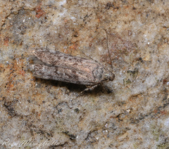 Euzophera semifuneralis