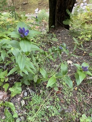 Gentiana clausa